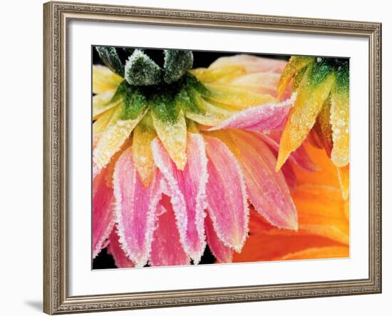 Frost on the Last Blooms of Autumn, Sammamish, Washington, USA-Darrell Gulin-Framed Photographic Print