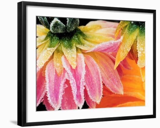 Frost on the Last Blooms of Autumn, Sammamish, Washington, USA-Darrell Gulin-Framed Photographic Print