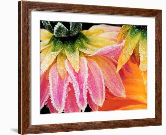 Frost on the Last Blooms of Autumn, Sammamish, Washington, USA-Darrell Gulin-Framed Photographic Print