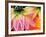 Frost on the Last Blooms of Autumn, Sammamish, Washington, USA-Darrell Gulin-Framed Photographic Print