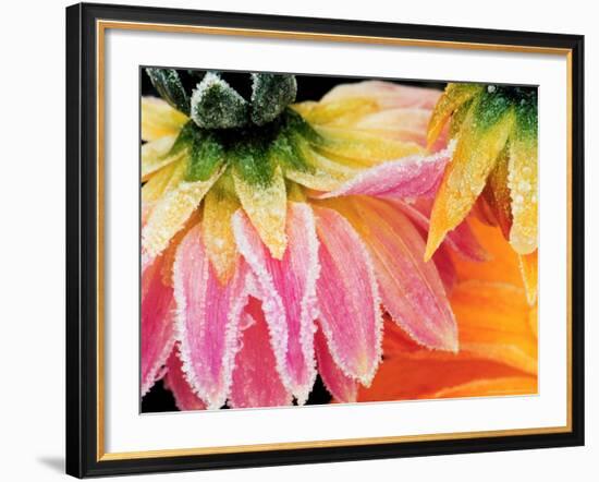 Frost on the Last Blooms of Autumn, Sammamish, Washington, USA-Darrell Gulin-Framed Photographic Print