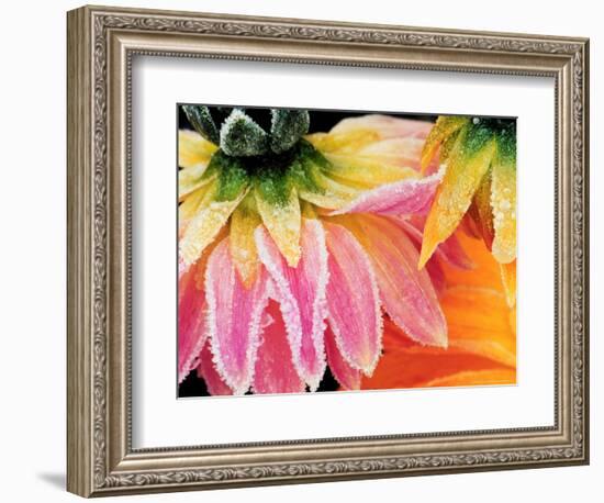 Frost on the Last Blooms of Autumn, Sammamish, Washington, USA-Darrell Gulin-Framed Photographic Print