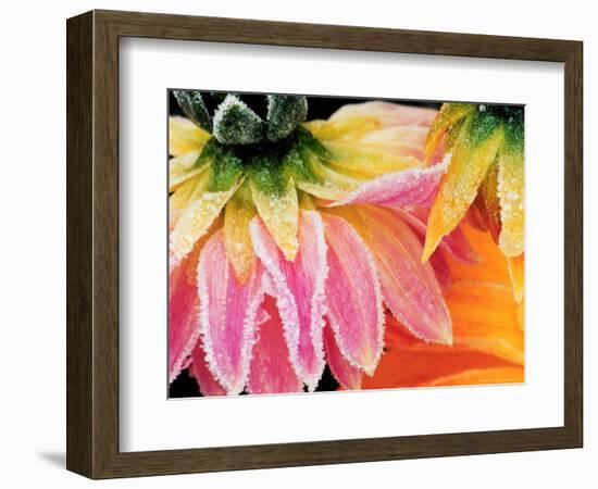 Frost on the Last Blooms of Autumn, Sammamish, Washington, USA-Darrell Gulin-Framed Photographic Print