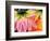 Frost on the Last Blooms of Autumn, Sammamish, Washington, USA-Darrell Gulin-Framed Photographic Print