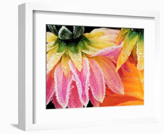 Frost on the Last Blooms of Autumn, Sammamish, Washington, USA-Darrell Gulin-Framed Photographic Print