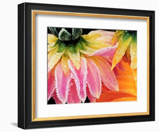 Frost on the Last Blooms of Autumn, Sammamish, Washington, USA-Darrell Gulin-Framed Photographic Print