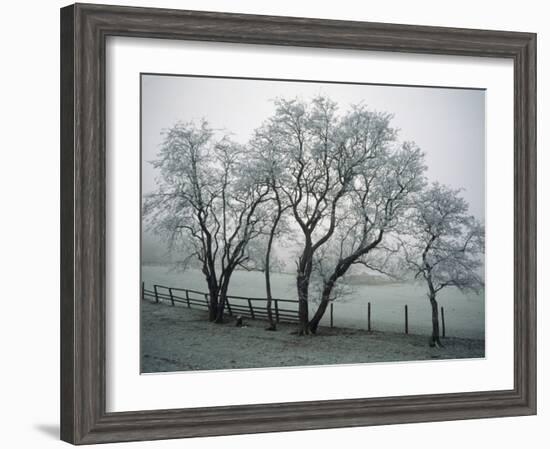 Frost on Trees on Farmland in Winter-Hodson Jonathan-Framed Photographic Print