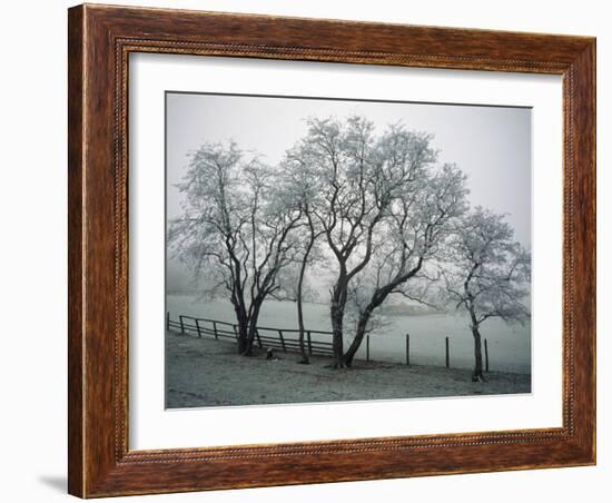 Frost on Trees on Farmland in Winter-Hodson Jonathan-Framed Photographic Print