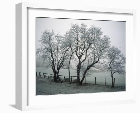 Frost on Trees on Farmland in Winter-Hodson Jonathan-Framed Photographic Print