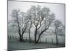 Frost on Trees on Farmland in Winter-Hodson Jonathan-Mounted Photographic Print