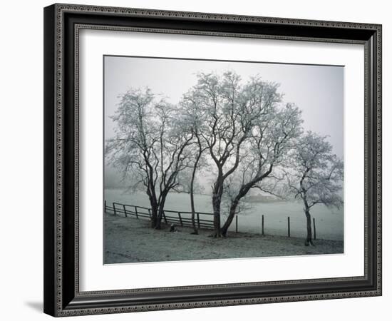 Frost on Trees on Farmland in Winter-Hodson Jonathan-Framed Photographic Print