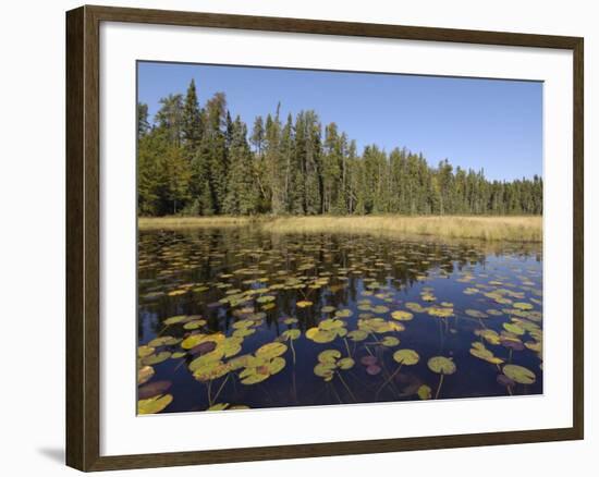 Frost River, Boundary Waters Canoe Area Wilderness, Superior National Forest, Minnesota, USA-Gary Cook-Framed Photographic Print