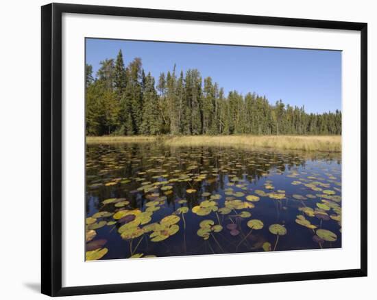 Frost River, Boundary Waters Canoe Area Wilderness, Superior National Forest, Minnesota, USA-Gary Cook-Framed Photographic Print