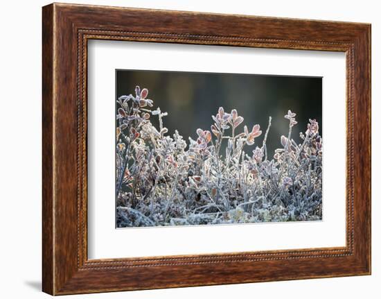 Frost, Sweden, Scandinavia, Europe-Janette Hill-Framed Photographic Print