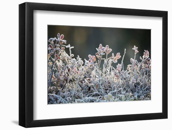 Frost, Sweden, Scandinavia, Europe-Janette Hill-Framed Photographic Print