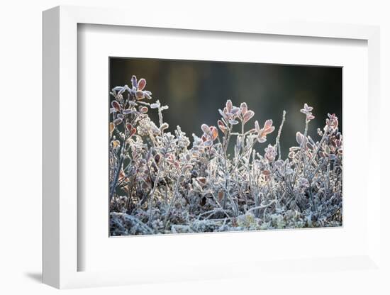 Frost, Sweden, Scandinavia, Europe-Janette Hill-Framed Photographic Print