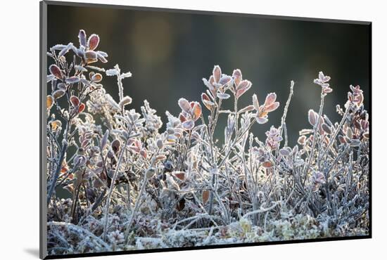 Frost, Sweden, Scandinavia, Europe-Janette Hill-Mounted Photographic Print