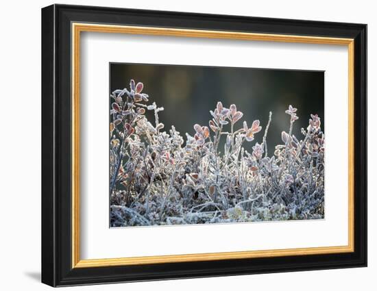 Frost, Sweden, Scandinavia, Europe-Janette Hill-Framed Photographic Print