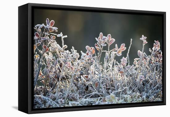 Frost, Sweden, Scandinavia, Europe-Janette Hill-Framed Premier Image Canvas