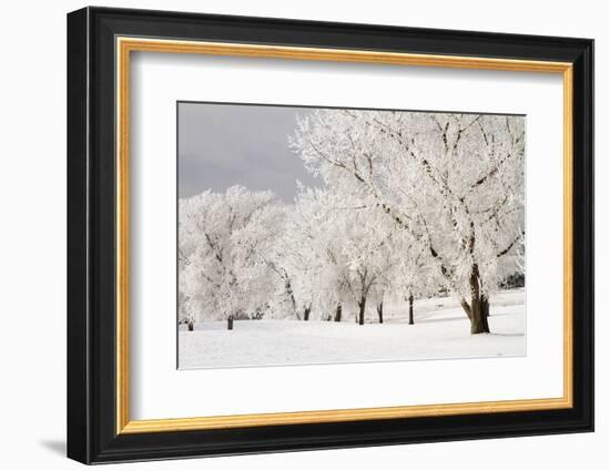 Frost-bcoulter-Framed Photographic Print