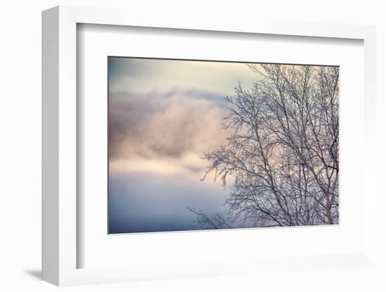 Frosted alder tree in winter-Savanah Plank-Framed Photographic Print