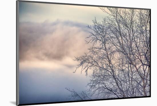 Frosted alder tree in winter-Savanah Plank-Mounted Photographic Print