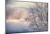 Frosted alder tree in winter-Savanah Plank-Mounted Photographic Print