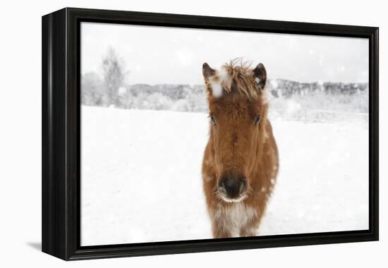 Frosted Equine-Andreas Stridsberg-Framed Stretched Canvas