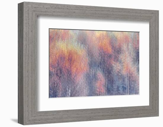 Frosted Fall-Doug Chinnery-Framed Photographic Print