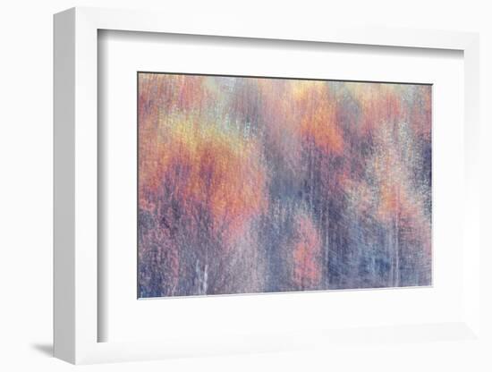 Frosted Fall-Doug Chinnery-Framed Photographic Print