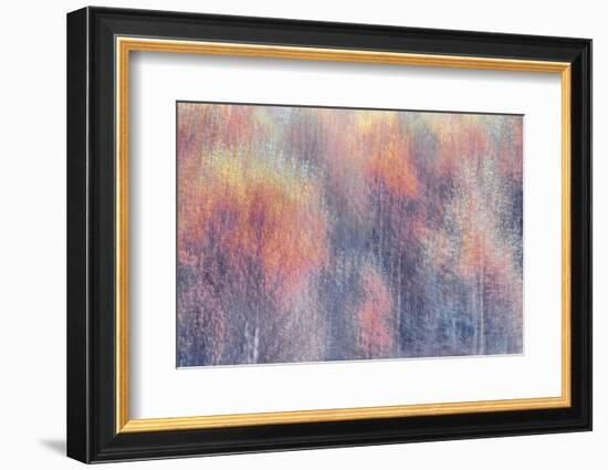 Frosted Fall-Doug Chinnery-Framed Photographic Print