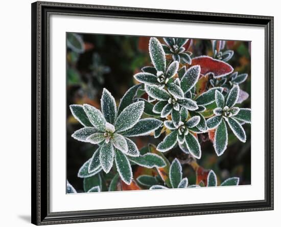 Frosted Leaves, Winter, Close-Up-Stuart Westmorland-Framed Photographic Print