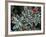 Frosted Leaves, Winter, Close-Up-Stuart Westmorland-Framed Photographic Print