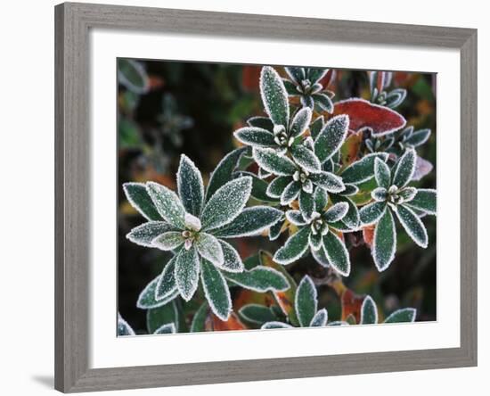 Frosted Leaves, Winter, Close-Up-Stuart Westmorland-Framed Photographic Print