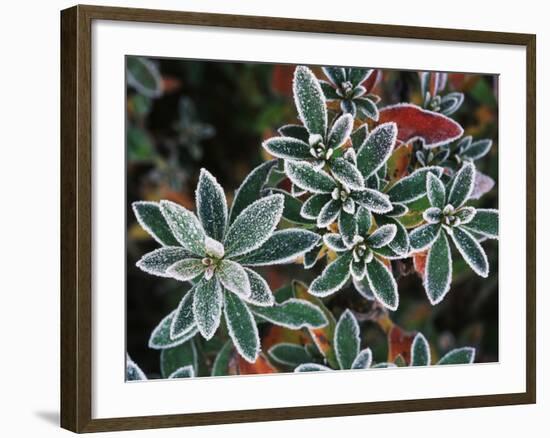 Frosted Leaves, Winter, Close-Up-Stuart Westmorland-Framed Photographic Print