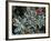 Frosted Leaves, Winter, Close-Up-Stuart Westmorland-Framed Photographic Print