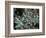 Frosted Leaves, Winter, Close-Up-Stuart Westmorland-Framed Photographic Print