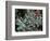 Frosted Leaves, Winter, Close-Up-Stuart Westmorland-Framed Photographic Print