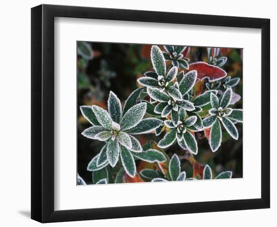 Frosted Leaves, Winter, Close-Up-Stuart Westmorland-Framed Photographic Print