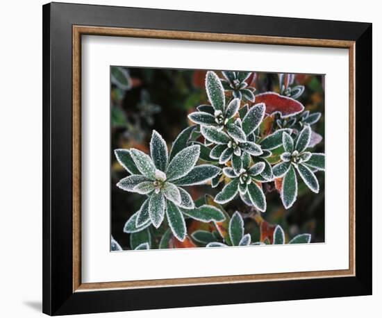 Frosted Leaves, Winter, Close-Up-Stuart Westmorland-Framed Photographic Print