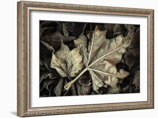 Frosted Leaves-David Lorenz Winston-Framed Art Print