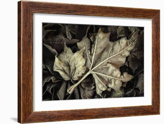 Frosted Leaves-David Lorenz Winston-Framed Art Print