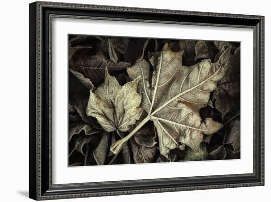 Frosted Leaves-David Lorenz Winston-Framed Art Print