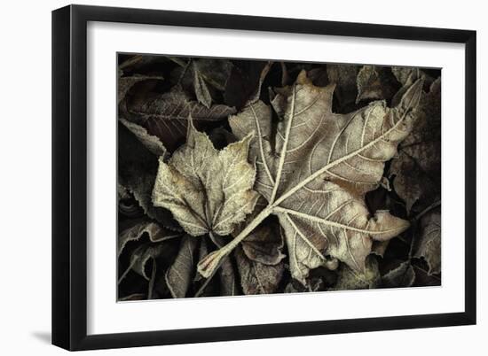 Frosted Leaves-David Lorenz Winston-Framed Art Print