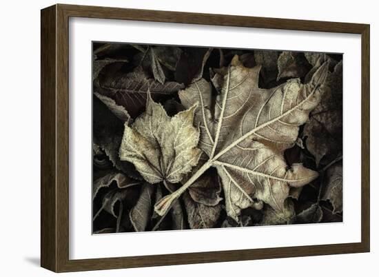 Frosted Leaves-David Lorenz Winston-Framed Art Print