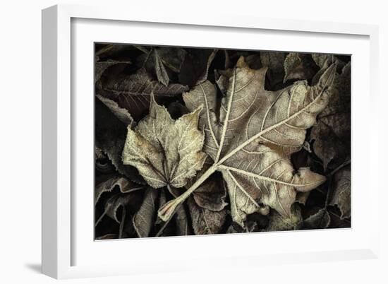 Frosted Leaves-David Lorenz Winston-Framed Art Print