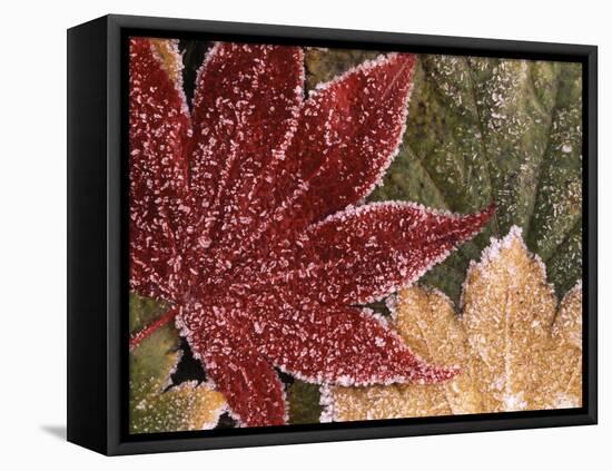 Frosted Maple Leaves, Oregon, USA-Stuart Westmorland-Framed Premier Image Canvas