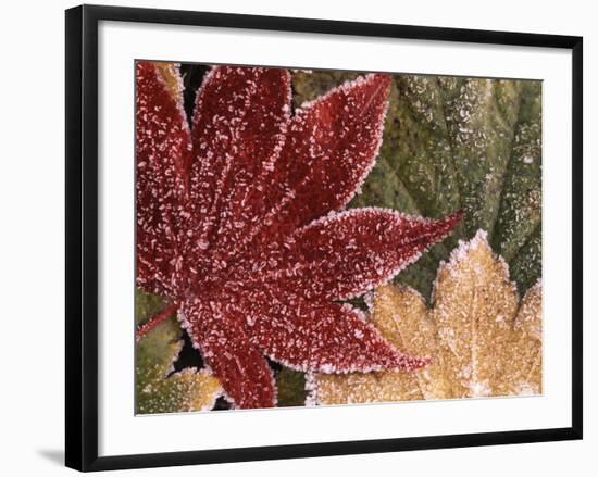 Frosted Maple Leaves, Oregon, USA-Stuart Westmorland-Framed Photographic Print