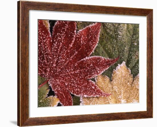 Frosted Maple Leaves, Oregon, USA-Stuart Westmorland-Framed Photographic Print