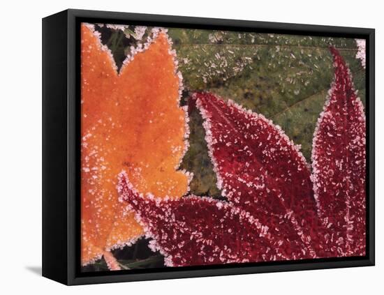 Frosted Maple Leaves, Oregon, USA-Stuart Westmorland-Framed Premier Image Canvas